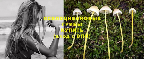 PSILOCYBIN Покачи